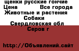 щенки русские гончие › Цена ­ 4 000 - Все города Животные и растения » Собаки   . Свердловская обл.,Серов г.